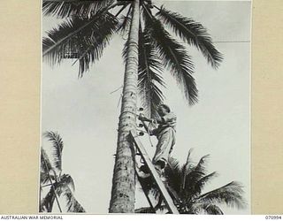 LABU, NEW GUINEA, 1944-03-10. QX2886 SERGEANT H.J. GARDINER, AN ELECTRICAL FITTER AT THE 1ST WATERCRAFT WORKSHOPS, AUSTRALIAN ELECTRICAL AND MECHANICAL ENGINEERS, SCREWS INSULATORS INTO A COCONUT ..