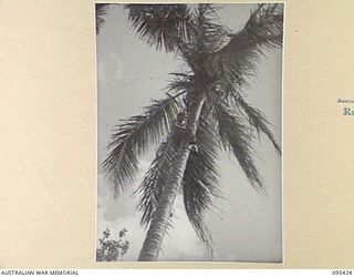 KIARIVU, NEW GUINEA, 1945-08-14. PRIVATE W.T. O'BRIEN, 2/7 INFANTRY BATTALION CLIMBING A COCONUT TREE IN THE VILLAGE. HE IS A HANDY MAN TO HAVE IN THE COMPANY AS ONLY VERY FEW WHITES ARE CAPABLE OF ..