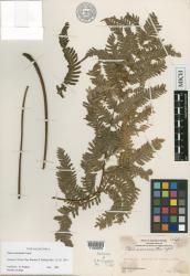 Pteris macrantha