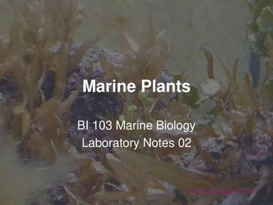 Marine plants - Marine biology