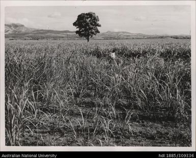 Indian Farmer inspecting young cane