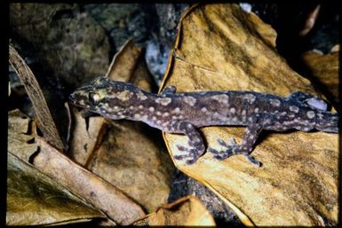 Bavayia ornata