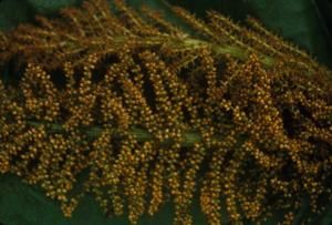 [Unidentified plant close-up at Puʻu Kukui, Hawaii]