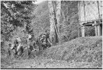 Pig festival, uprooting cordyline ritual, Tsembaga: men make stylized aggressive charge in front of government rest house, near clan boundary