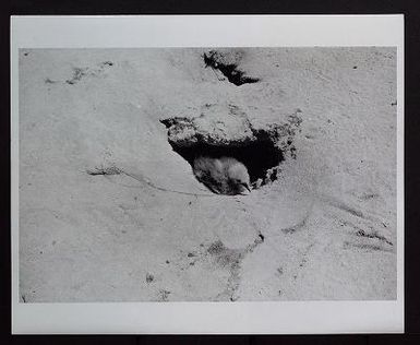 Puffinus pacificus (Wedge-tailed shearwater), 1964-1967 and undated