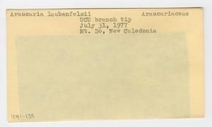 [Araucaria laubenfelsii in New Caledonia, envelope IE41-135]