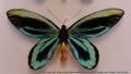 Troides alexandrae (Rothschild): PAPILIONIDAE: swallowtail butterfly: Queen Alexandra's Birdwing
