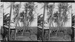 A native farmyard at Waipahu, Hawaiian Islands