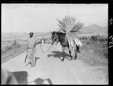 Fijian Indian farmer leading a horse with a load of sugar cane, Fiji