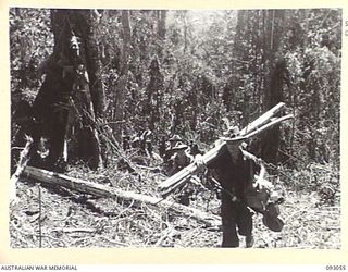 WEWAK AREA, NEW GUINEA, 1945-06-11. MEMBERS OF 2/8 INFANTRY BATTALION CARRYING BED POLES AS THEY ADVANCE TO NEW POSITIONS ON HILL 2 DURING ACTIVITIES OF THEIR UNIT IN THE WEWAK AREA. THE BED POLES ..