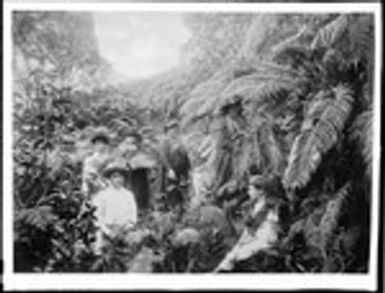 Six women wandering a copse of giant ferns, ca.1920