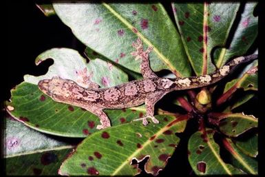 Gecko sp.