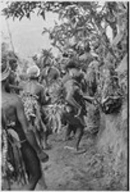 Pig festival, uprooting cordyline ritual, Tsembaga: decorated men dance on trail to enemy boundary, where uprooted plant will be placed