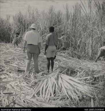 Field Officers inspecting cane crop