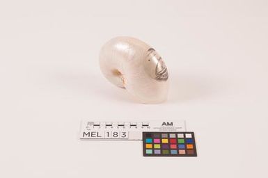 Shell