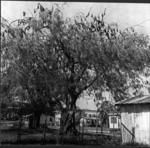 Flying foxes at Kolovai