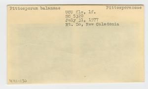 [Pittosporum balansae in New Caledonia, envelope IE41-130]