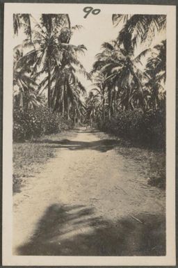 Road through coconut plantation, New Britain Island, Papua New Guinea, approximately 1916, 2