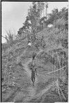 Pig festival, singsing preparations: men use stakes and cordyline to expel enemy spirits from path which allies must travel