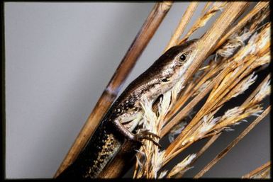 Phasmasaurus tillieri