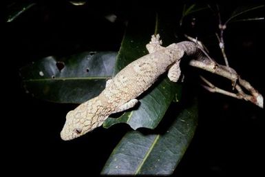 Eurydactylodes vieillardi