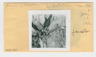 [Wikstroemia furcata in Hawaii, envelope IE25-140]