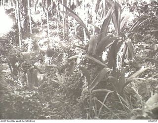 KARKAR ISLAND, NEW GUINEA. 1944-09-20. A SECTION OF A BADLY OVERGROWN COCONUT PLANTATION WHICH SUFFERED FROM 2 YEARS OF NEGLECT DURING THE JAPANESE OCCUPATION. NATIVE LABOUR UNDER THE DIRECTION OF ..