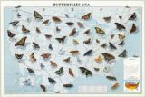 Butterflies USA