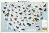 Butterflies USA