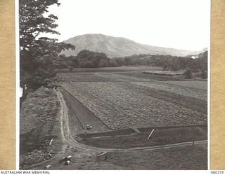 12, MILE, LALOKI RIVER NEW GUINEA. 1943-11-15. LOOKING DOWN ON THE NO. 1 GARDEN OF THE 3RD AUSTRALIAN FARM COMPANY, AUSTRALIAN ARMY SERVICE CORPS. THE BANK OF THE LALOKI RIVER IS ON THE LEFT, FROM ..