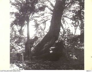 AWAR POINT, NEW GUINEA. 1944-07-09. A MEMBER OF NO.14 PLATOON, C COMPANY, 30TH INFANTRY BATTALION APPROACHES A JAPANESE FOXHOLE. ALTHOUGH THE MAIN JAPANESE FORCES HAVE BEEN CLEARED FROM THE AREA, ..