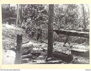 BOUGAINVILLE, 1945-06-07. A PATROL FROM 2/8 COMMANDO SQUADRON PASSING THROUGH THE CLEARING OF AN OLD NATIVE VILLAGE EVACUATED WHEN THE JAPANESE MOVED IN. NATIVE DRUMS, FORMED FROM HOLLOW LEGS ARE ..