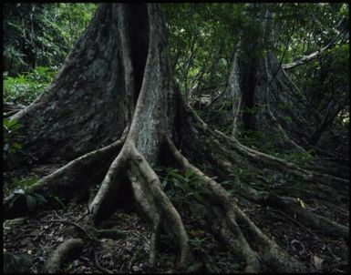 Buttressed tree, Wakaya, Fiji, 1994 / Peter Dombrovskis