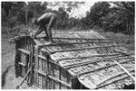 Bataafuna (and Bataafuna Sika'u) putting layered leaves on roof of new house and binding it down with bamboo