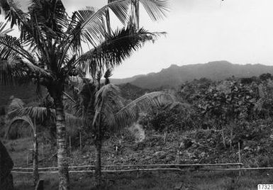 yaqona cultivation, cultivation, trees, palm, landscape, nature, photography,