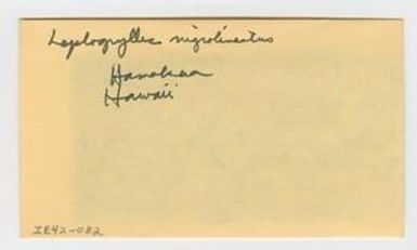 [Leptogryllus nigrolineatus in Hawaii, envelope IE42-082]