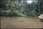 A woman picks up pig droppings in the clearing with a bamboo