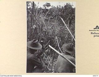 COCONUT KNOLL, KIARIVU, NEW GUINEA, 1945-08-11. CPL K. ARMSTRONG (1), AND PTE F. FOGARTY (2), MEMBERS OF 2/7 INFANTRY BATTALION, SCOUTING AND OBSERVING FOR ANY JAPANESE MOVEMENT IN THE NORTHERN END ..