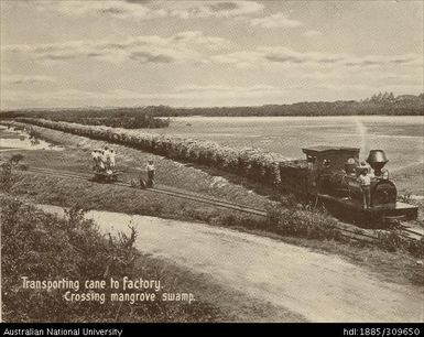 Transporting cane to factory, crossing a mangrove swamp