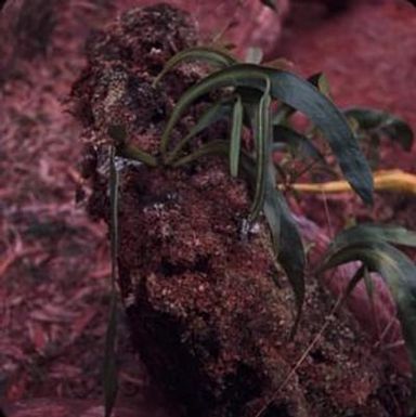 [Ophioglossum falcatum in Wiliwilinui Ridge, Hawaii]