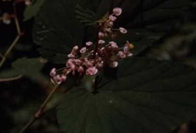 [Unidentified plant from Saruwaged Range, Papua New Guinea]