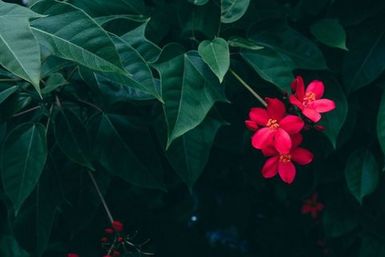 Flora, Fakaofo, Tokelau