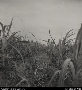 Field Officer inspecting crop