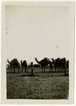 Camel train Quilpie, Queensland, late 1890s