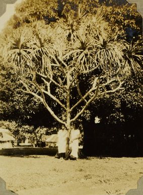 Two Tongan girls standing beneath a screw palm?, 1928