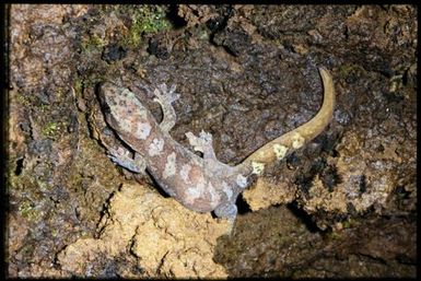 Gecko sp.