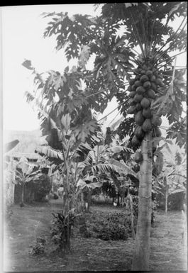 Pawpaw tree with fruit, New Guinea, ca. 1929 / Sarah Chinnery