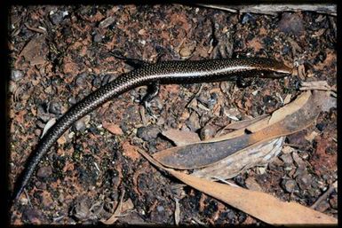 Skink sp.