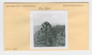 [Araucaria comptonii in New Caledonia, envelope IE41-260]