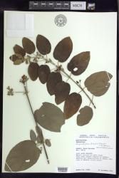 Stigmaphyllon discolor